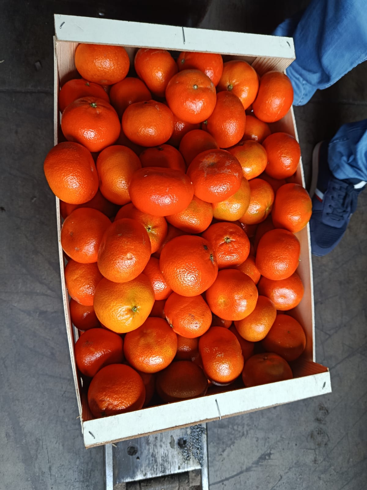 Mandarines fraîches