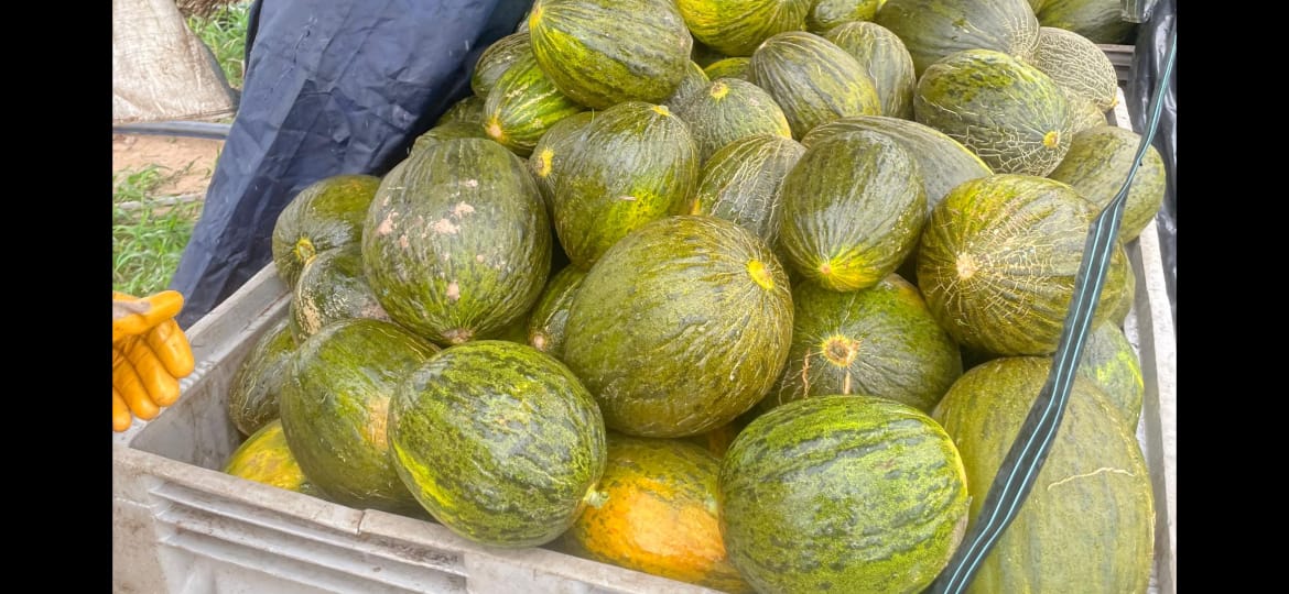 Melons Locaux