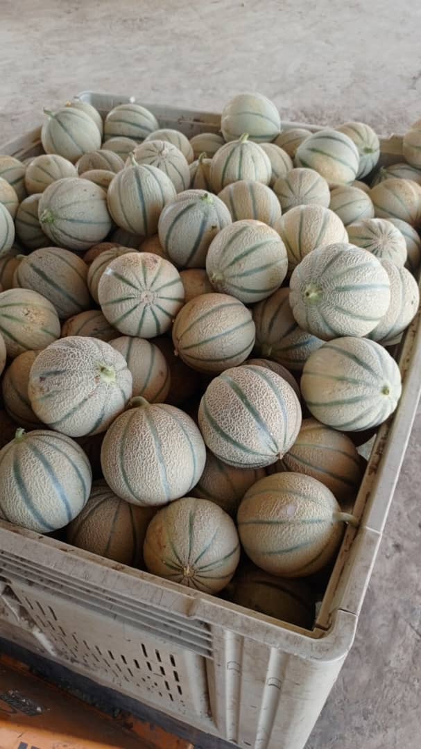 Melons