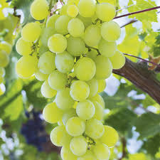 RAISIN BLANC